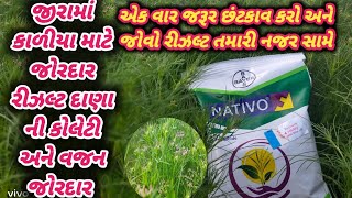 જીરામાં કાળીયા માટે જોરદાર રીઝલ્ટ દાણા ની કોલેટી અને વજન Jiru me kaliya mate jordar rizlat