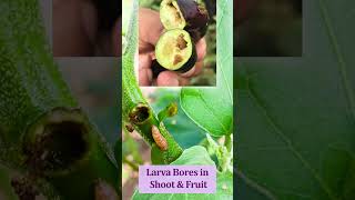 बचाइए आपका पैसा और फसल | Brinjal Pheromone | Brinjal Shoot and Fruit Borer Attack #brinjal #shorts