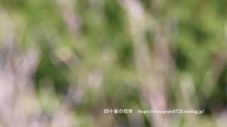 ウソ（アカウソ ）鳴き声　※声のみ姿なし