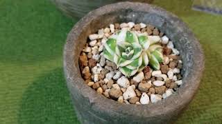 선인장 아가베 핑키 cactus agave pinky