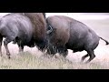 BEST BISON FIGHT 2022 -4K- live sound-Wildlife Photography-Grand Teton Park/Jackson Hole/Yellowstone