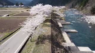 長良川の桜並木 ドローン空撮 2022年4月12日（DJI Mini2）