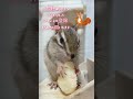 【シマリス】初めてのもも🍑を食べるチョコちゃん！