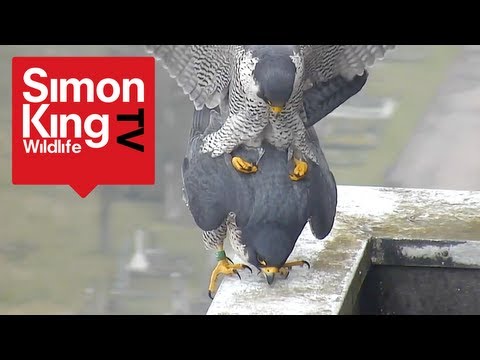 How often do peregrine falcons reproduce?