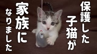 【ご報告】保護した子猫を正式に飼うことになりました…【捨て猫】