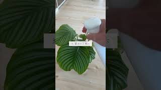 🍀カラテアを上手に　育てる5つのコツ【☘Life with Houseplant】5-19#shorts