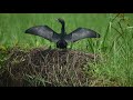 cormorant prabin thadathil ചെറിയ നീർകാക്ക നീർകാക്ക cormorant bird malayalam channel