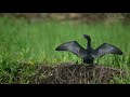 cormorant prabin thadathil ചെറിയ നീർകാക്ക നീർകാക്ക cormorant bird malayalam channel