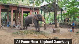 At Anakkotta Elephant Camp#Guruvayur#T2B#