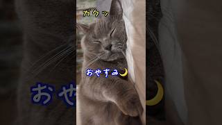 あーもうだめだ…ねむたい…　#shorts #猫動画 #ブリティッシュショートヘア #cute cat