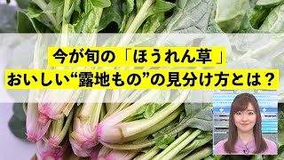 今が旬のほうれん草おいしい“露地もの”の見分け方