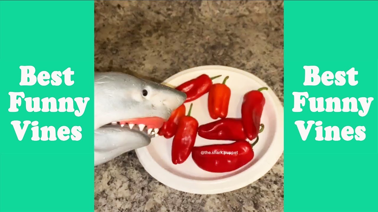 The Most Watched Shark Puppet Funny Shorts 2023 Feeling All Good