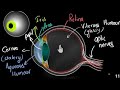 structure of eye | Biology with Aziz|