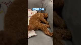 寝ながらほりほりした結果､､､#犬 #おもしろ