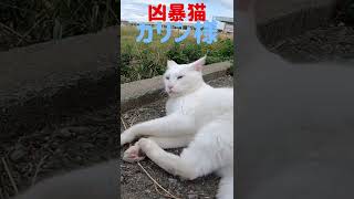 あの凶暴猫のカリン様からそこじゃないと蹴り蹴りされた‼️ Ferocious cat #shorts