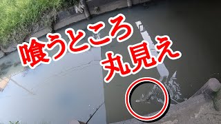 【ナマズ釣り】【デイナマ】足下でルアーを襲う！デイナマズゲーム