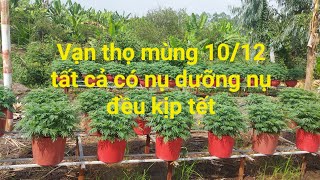 Chia sẽ giai đoạn tưới phân thúc nụ vạn thọ bị trễ nở kịp tết