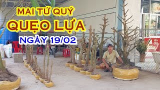 PHÊN 📲 O368831191 GIÁ TỐT - MAI TỨ QUÝ, MAI VÀNG GIAO LƯU NGÀY 19/02 \