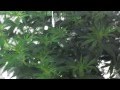 Platinum Bubba Kush Flowering Week 2