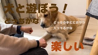 ゴールデンレトリバーゆり子　犬と遊ぶ　どっちにおやつ入っている？