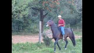 Cavalo Mangalarga Marchador Absinto Edu -Filho de Madrigal Narciso - Coberturas