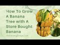 How To Grow A Banana Tree with A Store Bought Banana