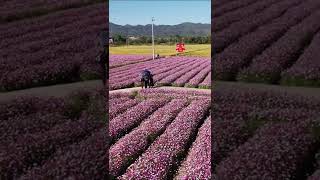 广东连平大湖寨%一花一草一世界 %花海遇见你 %赏花听歌 %网红景点打卡 %醉美花海季