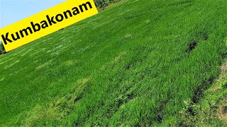 அழகு கும்பகோணம் / Paddy fields in Kumbakonam by pass road / Kumbakonam WhatsApp status / Agriculture