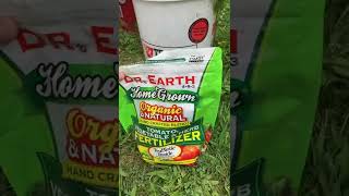 Dr Earth fertilizer vs. Fox Farm Cavern Culture tomato experiment…