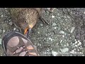 kea naughty alpine parrot of new zealand