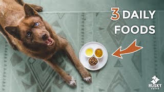 3 EASY HEALTHY FOODS FOR YOUR DOG | DOGGO LIFE