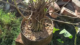 Beginner Bonsai Tree | Pipal Tree | Bonsai Ficus Religiosa | 32 Years Old Bonsai | Assam