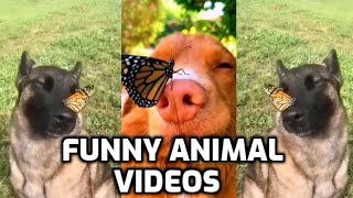 I Found The FUNNIEST Dogs Ever!