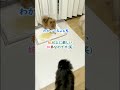 ポメラニアンの子犬の躾をする姉弟ポメの圧がヤバいｗ≪ 780 ≫