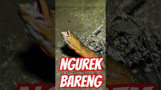 MENAKJUBKAN !!!!! TARIKAN KUAT BELUT BABON SUPER #ngurekbelut #mancingbelut #eelfishing