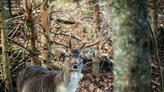 Daniel škvrnitý  ( Dama Dama ) - pozorovanie pekných danielov s krásnym parožím, Fallow deers