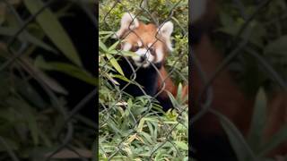 20241114お外遊びが楽しいたけのこ #レッサーパンダ #羽村市動物公園 #ヒノトントンzoo #たけのこ #redpanda