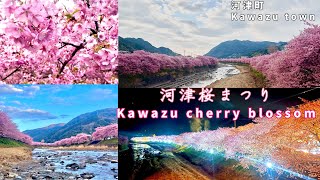 河津桜/河津町/ライトアップ/ウォーキング/Kawazu Cherry Blossom Festival/lighting-up /japan/#河津桜 #河津桜まつり #桜