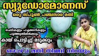 പഞ്ചസാര ഉണ്ടോ!!സ്യൂഡോമോണസ് വീട്ടിൽ ഉണ്ടാക്കാം/കൃഷി , ചെടികൾ പൂത്തുലയും /poppy vlogs/malayalam