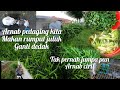 rumput juluk makanan utama arnab pedaging. #arnabMalaysia #arnabpedaging #kelantan #arnabcirit