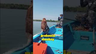 Animal Friendship: Boatman Helps Proboscis Monkey Cross River