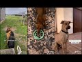 Give my dog a confusing command | TikTok