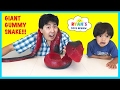 WORLD'S LARGEST GUMMY SNAKE CANDY CHALLENGE 26lb Giant Gummy Worm Python Ryan ToysReview PAN