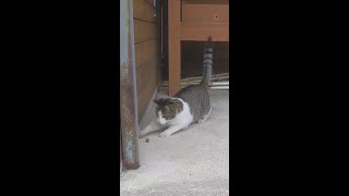 【猫】高速ドリブル猫　cat dribbling fast #Shorts