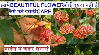 Very Beautiful Flower plant 'Lantern hibiscus'.Cuttingसे कैसे लगाएं?पूरी जानकारी