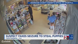 Suspect fakes seizure to steal puppies