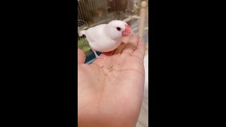 【早食い】ちゃんと噛んでる？　ココア【Java sparrow】 白文鳥 Java sparrow that eats quickly  #shorts