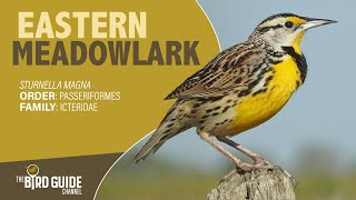 Eastern Meadowlark | Field and Stream (The Bird Guide Channel)