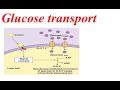 Glucose transport from liver to blood cell Glucose transport from liver to blood cell