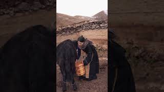 Tibetan yak milking藏族犛牛擠奶